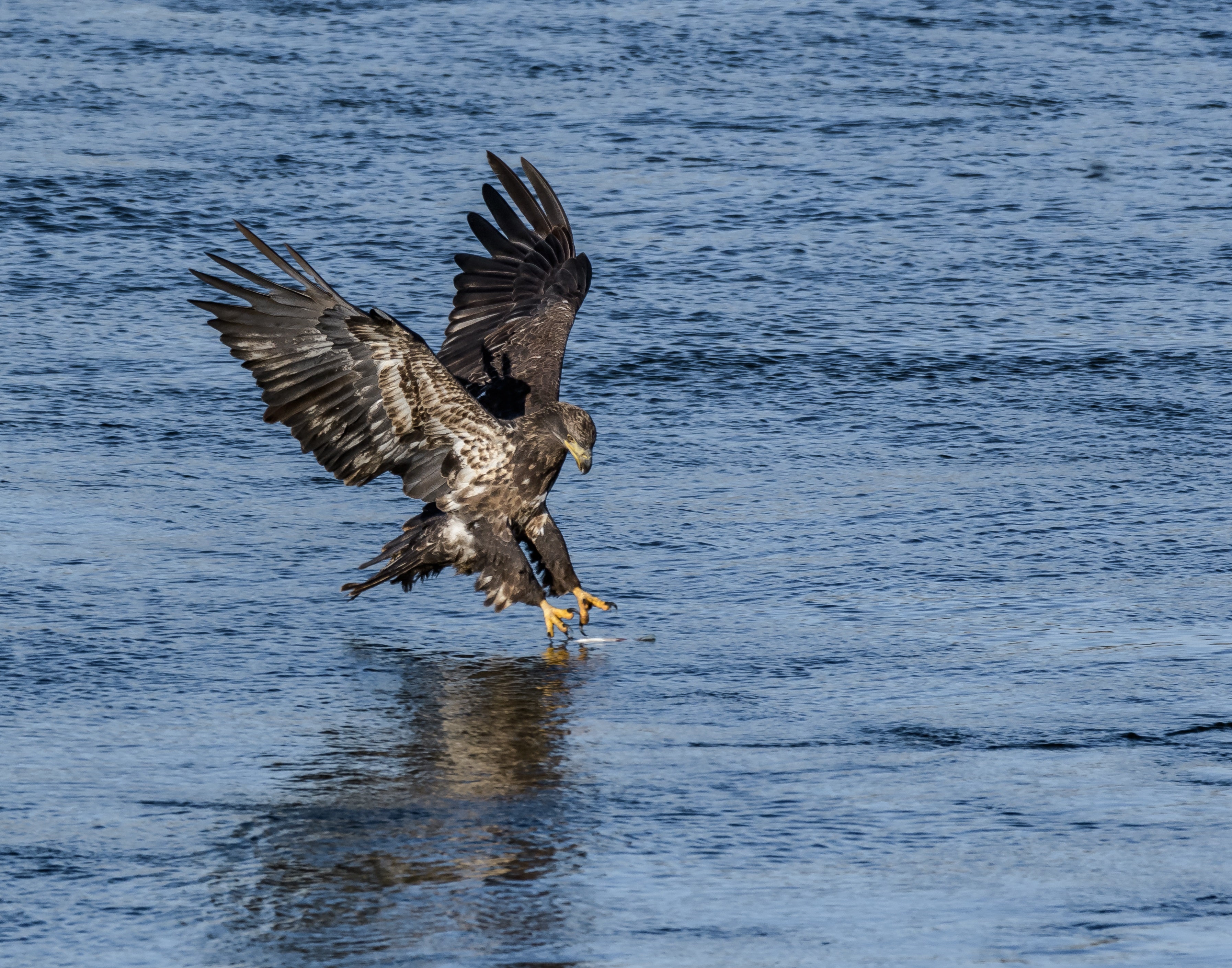 Lake Guntersville State Parks Eagle Awareness Provides Great Winter